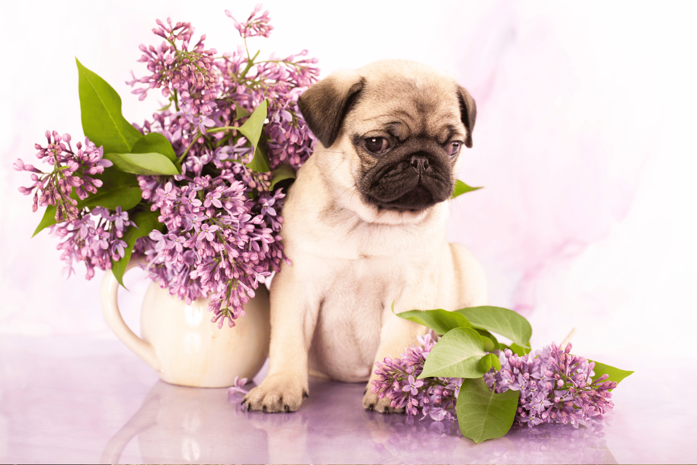 Roses, Lilies, and Curious Cats: The Ultimate Guide to Pet-Friendly Valentine’s Flowers