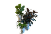 House Plants