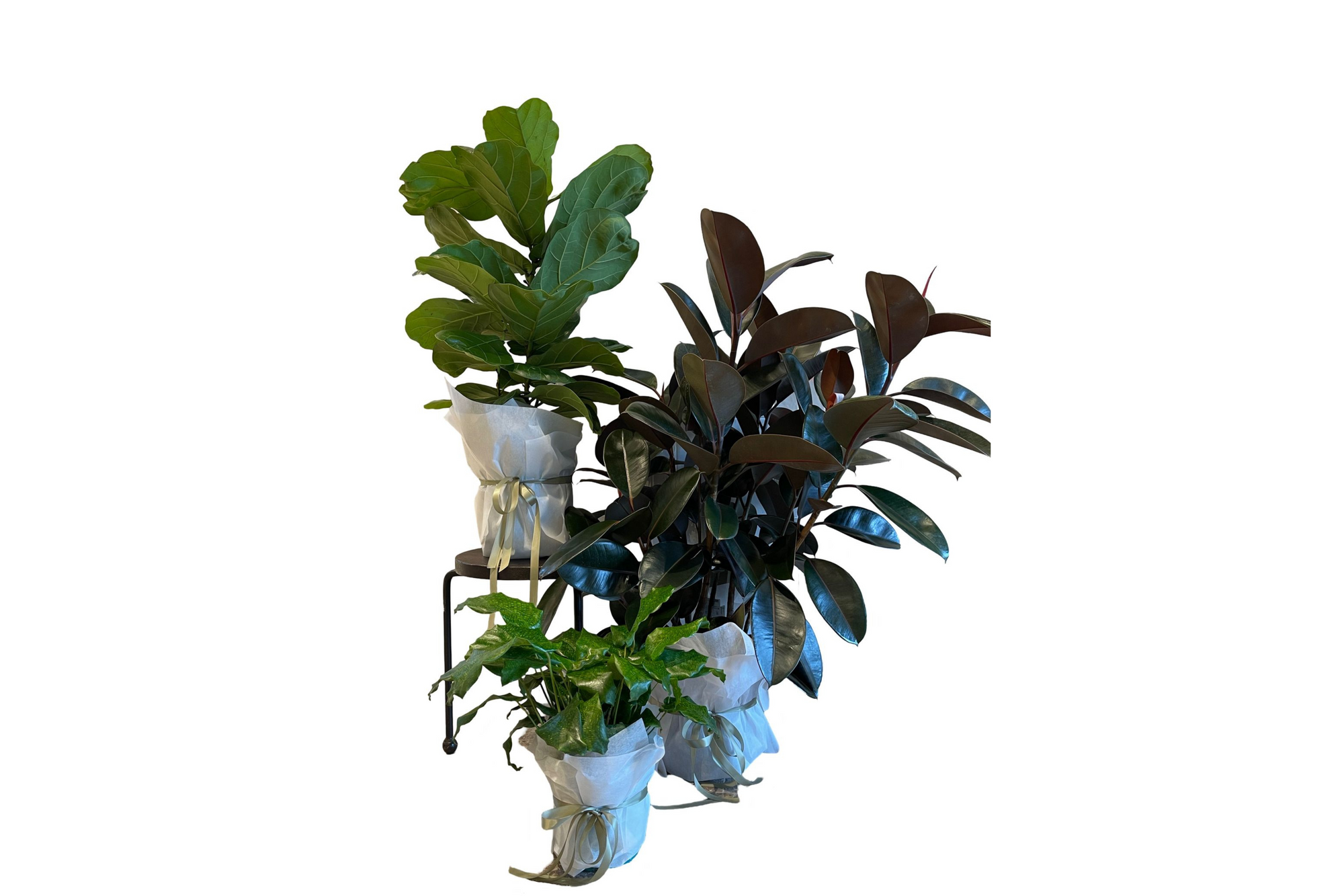 House Plants