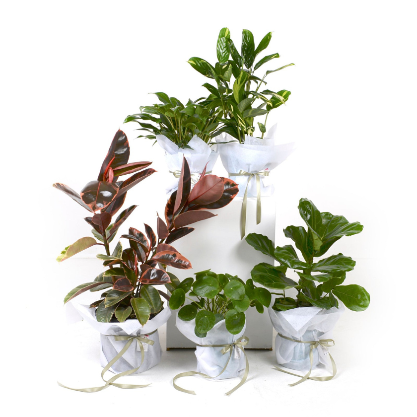 Plants available at Wild Posy florist