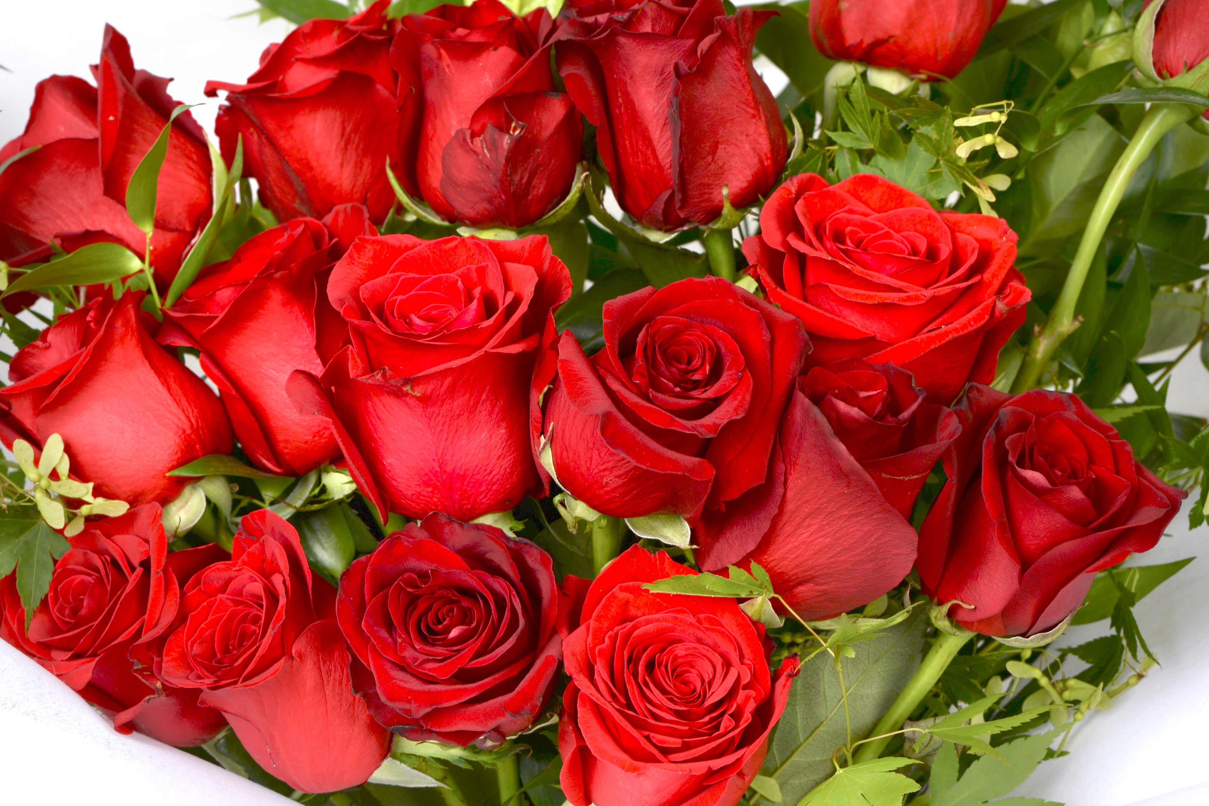 Roses Wild Posy Flowers & Gifts Roses Wild Posy Flowers & Gifts